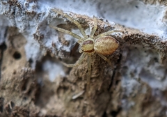 Philodromus