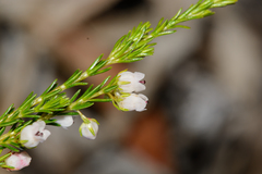 Erica margaritacea
