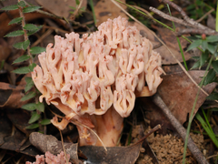 Ramaria versatilis