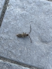 Crinarnoldius maculatus