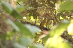 Piranga erythrocephala