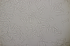 Ramularia cylindroides