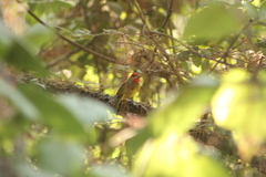 Piranga erythrocephala