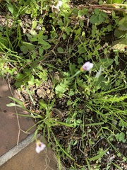 Sisyrinchium rosulatum