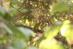 Piranga erythrocephala