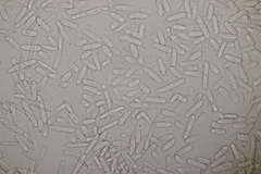 Ramularia cylindroides