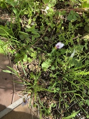Sisyrinchium rosulatum
