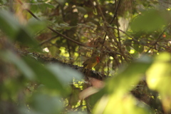 Piranga erythrocephala