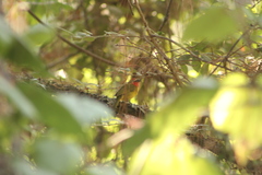 Piranga erythrocephala