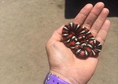 Lampropeltis multifasciata