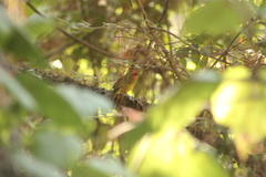 Piranga erythrocephala