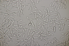 Ramularia cylindroides