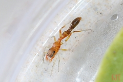Synemosyna decipiens