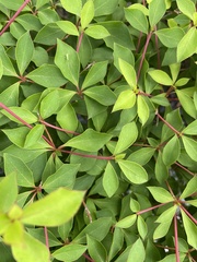 Enkianthus perulatus