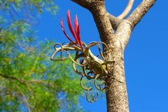 Tillandsia caput-medusae