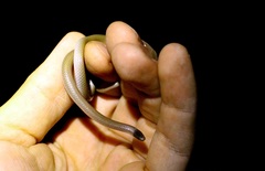 Tantilla hobartsmithi