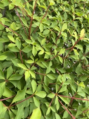 Enkianthus perulatus