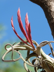 Tillandsia caput-medusae