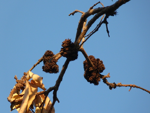 Podridão-por-fusarium