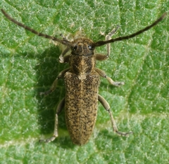 Phytoecia