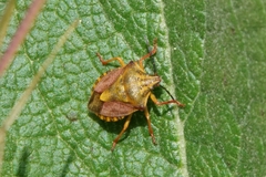 Carpocoris purpureipennis