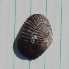 Notosaria nigricans
