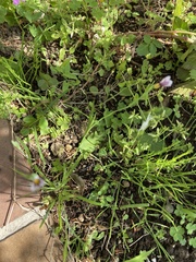 Sisyrinchium rosulatum