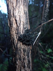 Capnodium walteri