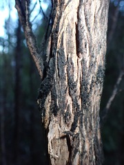 Capnodium walteri