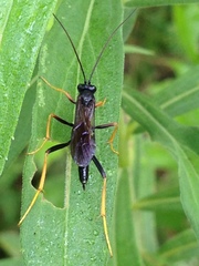 Exetastes suaveolens