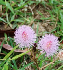 Mimosa pudica