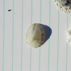 Emarginula striatula