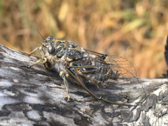 Amphipsalta strepitans