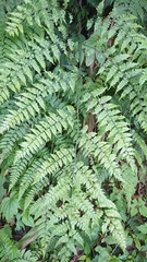 Diplazium kawakamii