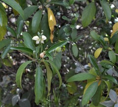 Justicia aconitiflora