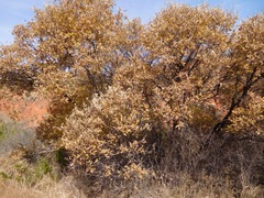 Quercus mohriana