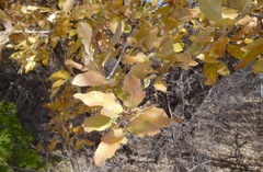 Quercus mohriana