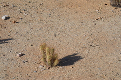 Echinocereus engelmannii engelmannii