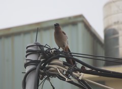 Dendrocitta formosae