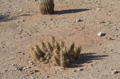 Echinocereus engelmannii engelmannii