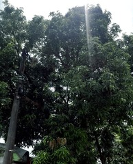 Mangifera indica