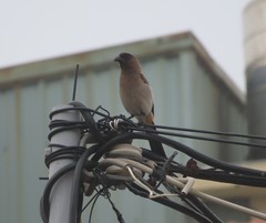 Dendrocitta formosae