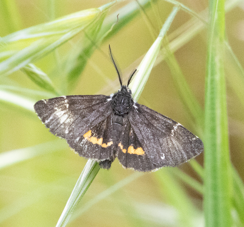 California Tiger Moth