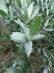 Nidorella ivifolia