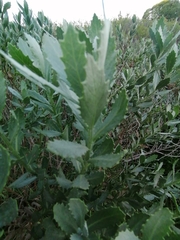 Nidorella ivifolia