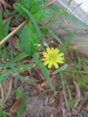 Ixeris chinensis