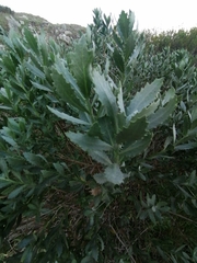 Nidorella ivifolia
