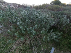 Nidorella ivifolia
