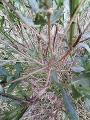 Nidorella ivifolia