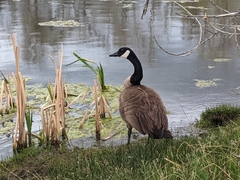 Branta canadensis